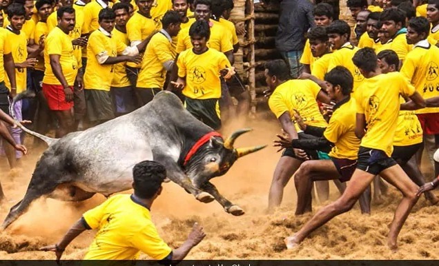 ஜல்லிக்கட்டுக்கான ஆன்லைன் முன்பதிவு தொடக்கம்…. வெளியான அறிவிப்பு….!!