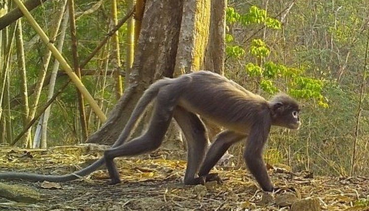 என்னது…? பேய் குரங்கா…? பார்த்தாலே பயங்கரமா இருக்கே…. 224 புதிய உயிரினங்கள் கண்டுபிடிப்பு…!!!