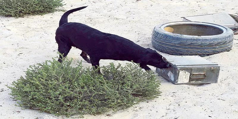 “என் தந்தையைக் கொன்று விட்டனர்”…. மோப்பநாய் துரத்தியதில் மாயமான நபர்…. பரபரப்பு சம்பவம்….!!!