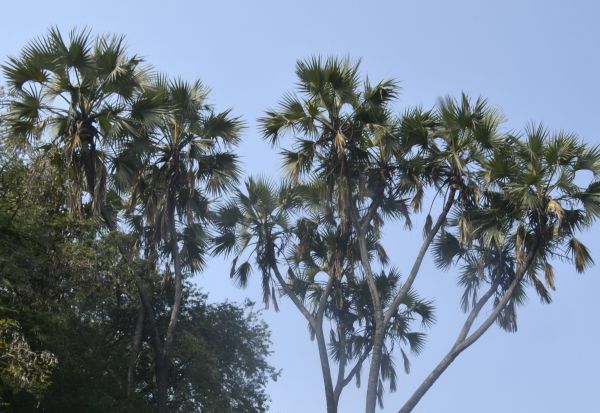 இது அல்லவா அதிசயம்…. 16 கிளைகளுடன் பனைமரம்…. கிராமத்தினரின் ஆதங்கம் என்ன?…..!!!!