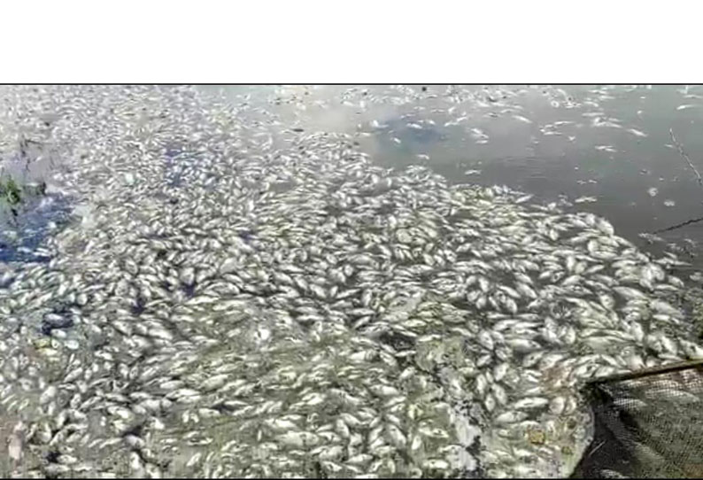 லட்சக்கணக்காக செத்து மிதந்த மீன்கள்…. கண்டுகொள்ளாத அதிகாரிகள்…. பொதுமக்களின் கோரிக்கை…!!