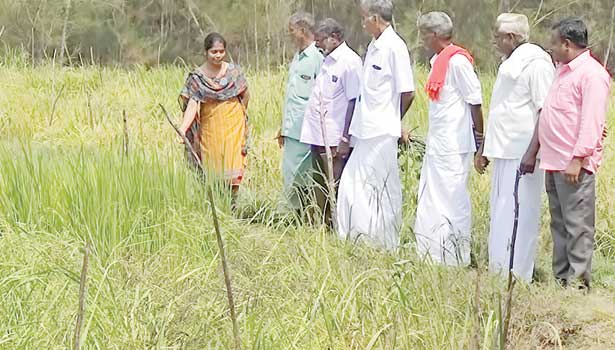 1,250 பாரம்பரிய நெல் ரகங்கள்…. சாதனை படைத்த பட்டதாரி பெண்…. குவியும் பாராட்டு….!!!!