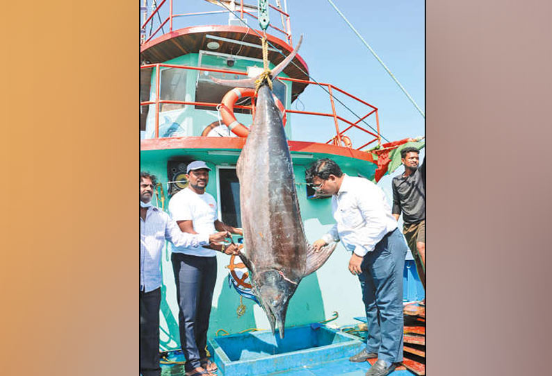 1000 கிலோ எடையுள்ள ஏமன் கோலா வகை…. வலையில் சிக்கிய 3 ராட்சத மீன்கள்…. ஆச்சரியத்துடன் பார்த்து செல்லும் பொதுமக்கள்…!!