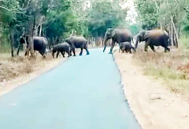 “அடிக்கடி இந்த வழியாக போகும்” அச்சத்தில் வாகன ஓட்டிகள்…. வனத்துறையினரின் எச்சரிக்கை…!!