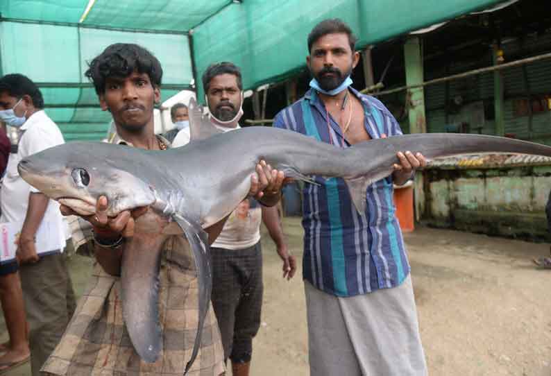 அரியவகை சுறா மீன்…. ஆச்சரியத்துடன் பார்த்து செல்லும் பொதுமக்கள்…!!
