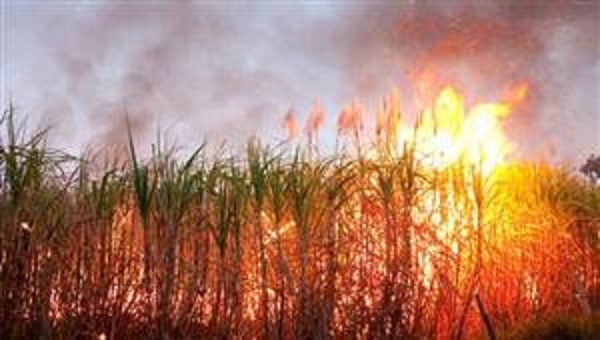 எல்லாம் நாசமாப் போய்டுச்சு…. 2 ஏக்கர் கரும்பு தோட்டம்…. சோகத்தில் விவசாயி….!!!