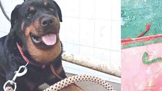 அடக்கடவுளே!…. பாம்பை கொன்று ஓனரை காப்பாற்றிய நாய்…. நெகிழ்ச்சி சம்பவம்….!!!!