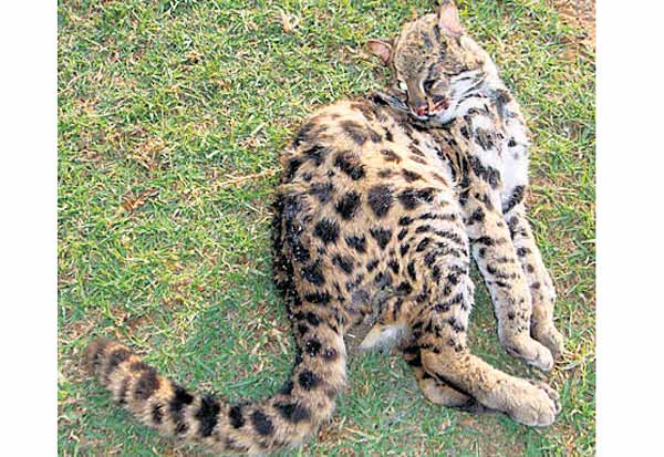 கள்ளச்சந்தையில்… “சிறுத்தை பூனை ஜோடி 85,000 ரூபாய்”…. அதிரடியாக மீட்ட வனத்துறை..!!