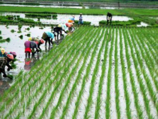 தமிழகத்தில் இதுவரை இல்லாத வகையில் குறுவை சாகுபடி…. அமைச்சர் பன்னீர்செல்வம்….!!!!