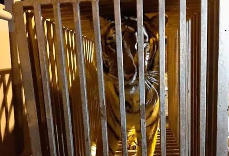 உக்ரைன் தலைநகரில்… போர்க்களத்தில் சிக்கித்தவிக்கும்…. 4000 வன விலங்குகள்…!!!