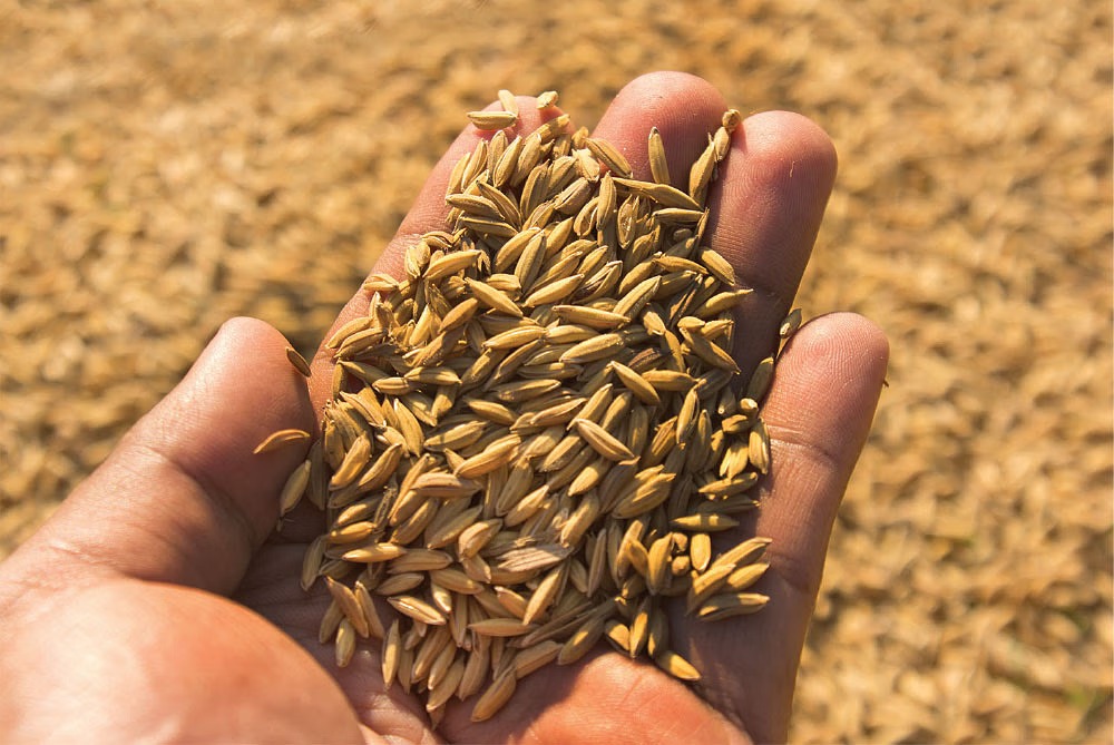 #BREAKING: நெல்லுக்கு பதிலாக சிறுதானியம் சாகுபடி…. 10 கோடி நிதி ஒதுக்கீடு…!!!!