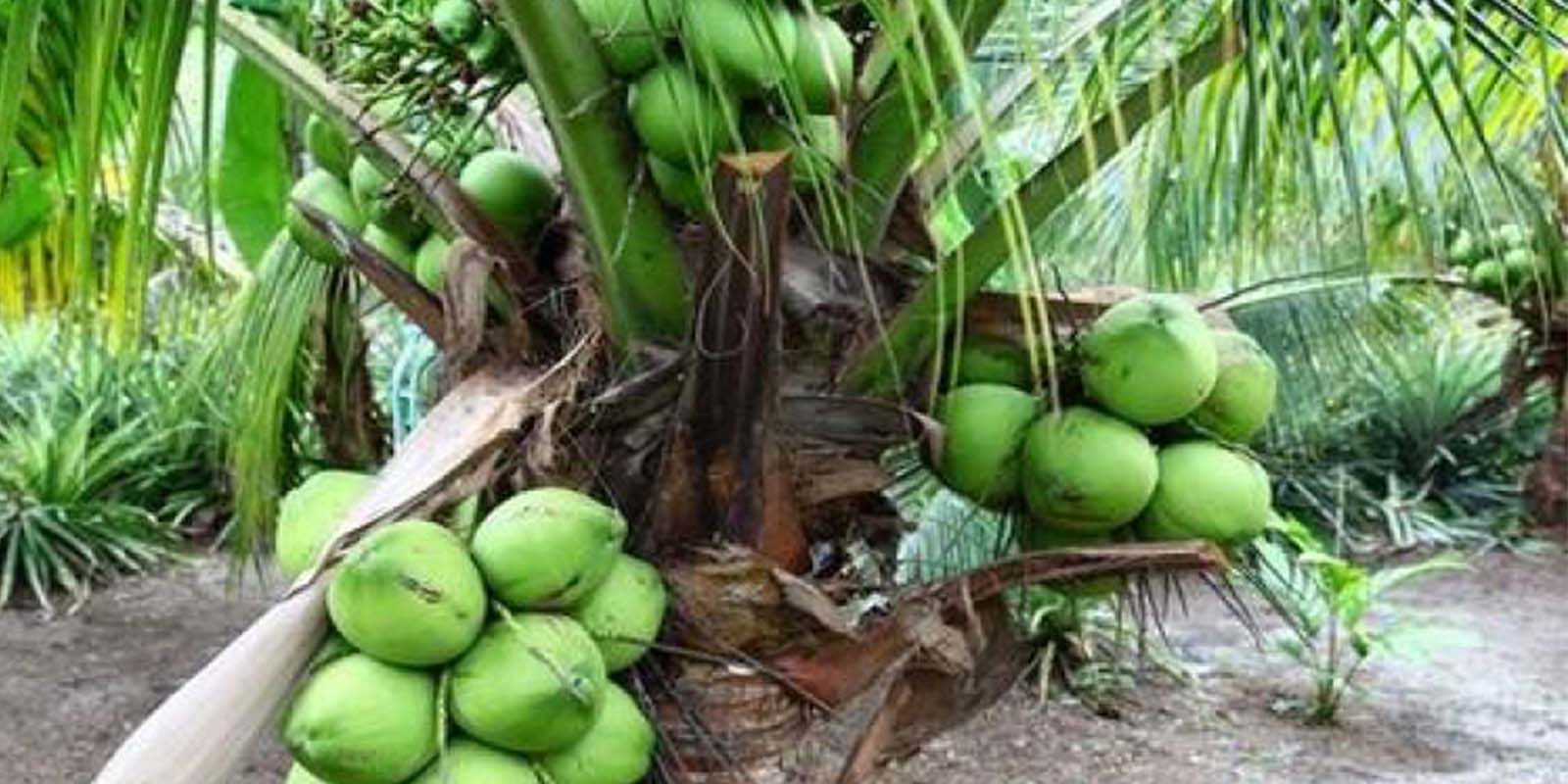 BREAKING: கிராமங்களில் இலவச தென்னங்கன்று…. அமைச்சர் வெளியிட்ட சூப்பர் அறிவிப்பு…!!!