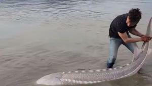 காதலர்கள் வலையில் மாட்டி கொண்ட டைனோசர் மீன்…. வெளியான புகைப்படம்…..!!!!!