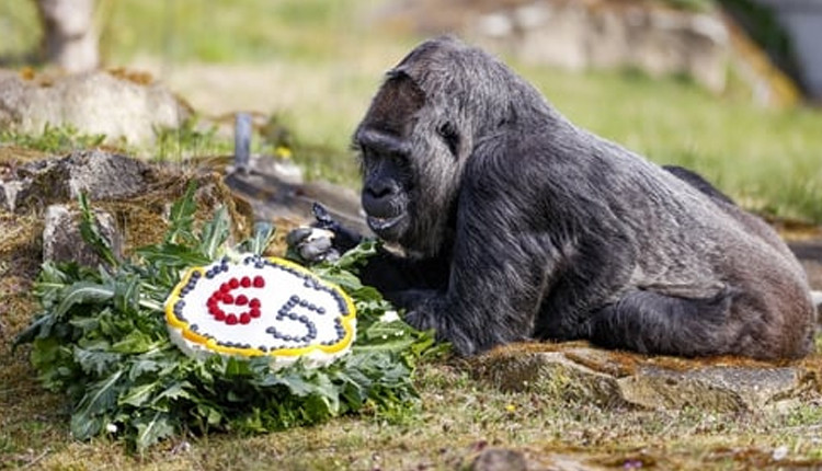 WOW: உலகிலேயே ரொம்ப வயதான கொரில்லாவுக்கு…. பிறந்தநாள் கொண்டாட்டம்……!!!!