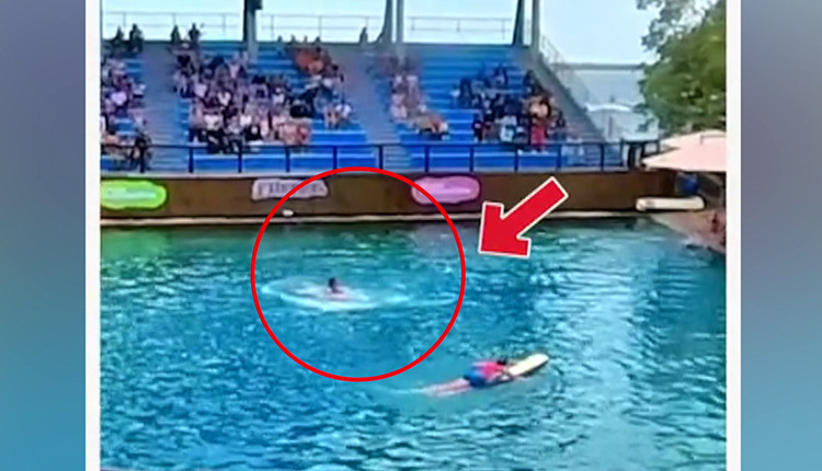 துன்புறுத்திய பயிற்சியாளர்…. விரட்டியடித்த டால்பின்…. வைரல் புகைப்படம்…..!!!!!