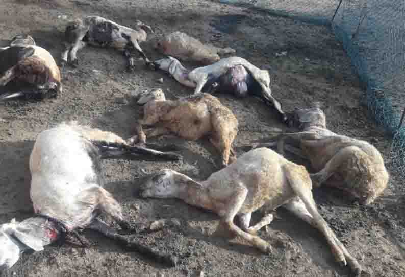 “ஆசையாக வளர்த்த ஆடுகள்” உரிமையாளருக்கு காத்திருந்த அதிர்ச்சி…. குடும்பத்தினரின் கோரிக்கை….!!!