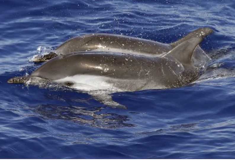 டால்பினை சமைத்து சாப்பிட்ட கொடூரம்…. வலை விரித்து பிடித்த மீனவர்கள்…. 4 பேர் கைது….!!