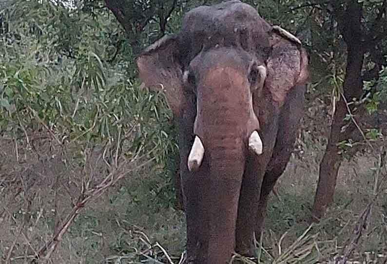 அரசு பள்ளி வளாகத்திற்குள் புகுந்து…. அட்டகாசம் செய்த யானைகள்…. வனத்துறையினரை விரட்டியதால் பரபரப்பு….!!!!