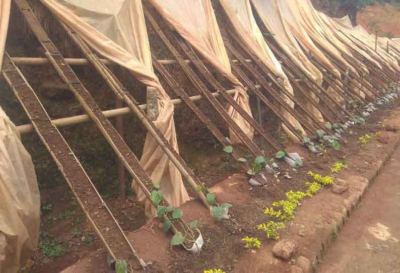 புதிய முறையில் குறுமிளகு உற்பத்தி…. ஒரே செடியில் 40 நாற்றுகள்….!!