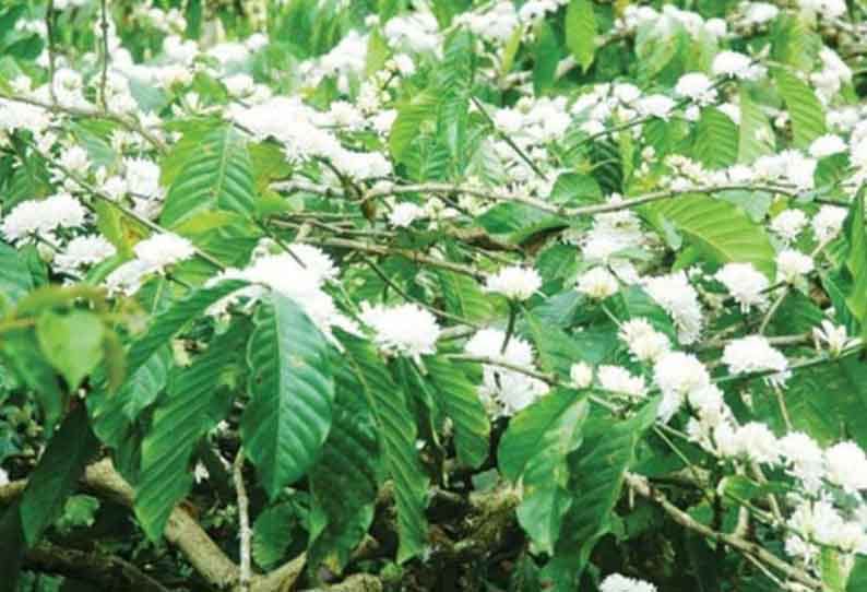 “கோடை மழை” பூத்துக்குலுங்கும் காபி செடிகள்…. மகிழ்ச்சியில் விவசாயிகள்…!!!