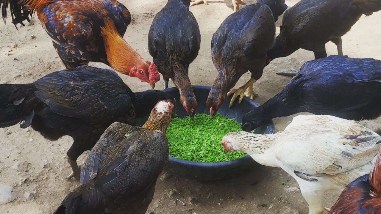 இனி நீங்களும் தொழிலதிபர் ஆகலாம்…. நாட்டுக்கோழி வளர்ப்பது எப்படி…? இலவச பயிற்சி அறிமுகம்….!!!!!