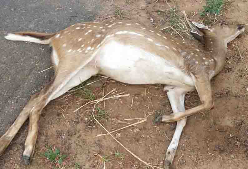 மேய்ந்து கொண்டிருந்த புள்ளிமான்…. திடிரென நடந்த விபரீதம்…. போலீஸ் விசாரணை….!!