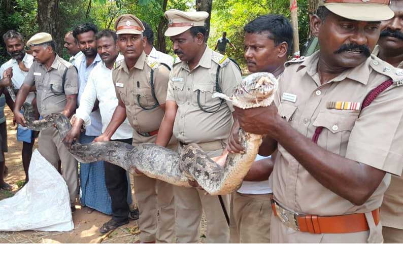 கல்வராயன் மலை அடிவாரத்தில்… முனியப்பர் கோவிலில்… பக்தர்களை பயமுறுத்திய 20 அடி நீள மலைப்பாம்பு…!!!