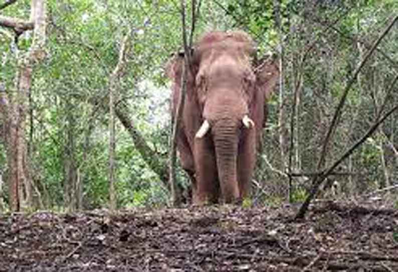 “கலீம், சின்னதம்பி கும்கி யானைகள் வரவழைக்கப்பட்டு”… ஒற்றை காட்டு யானை பிடிப்பதற்கு முயற்சி… கலெக்டர் தகவல்…!!!