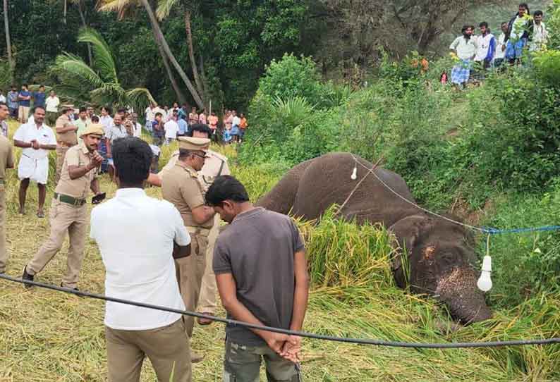 மின்சாரம் தாக்கி யானை பலி… வனத்துறையினர் விசாரணை…!!!