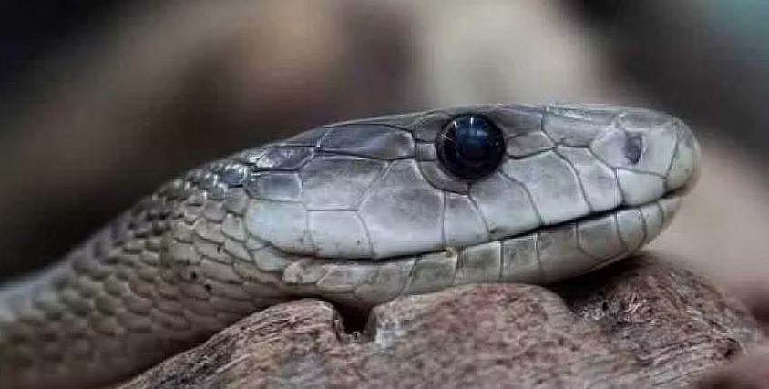 கோடை நிகழ்ச்சி: பாம்புகளை பார்த்து பயமா இருக்கா?…. இதோ சூப்பர் அறிவிப்பு….!!!!