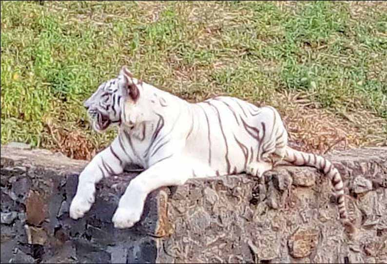 சிகிச்சை அளித்த மருத்துவர்கள்…. ஊழியரை தாக்கிய வெள்ளைபுலி…. அண்ணா உயிரியல் பூங்காவில் பரபரப்பு…!!