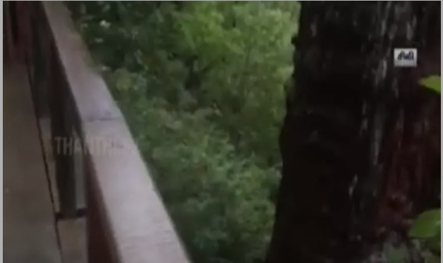 உலகில்  மிகவும் பழமையான மரம்…. எங்குள்ளது தெரியுமா….? தகவல் வெளியிட்ட ஆராய்ச்சியாளர்கள்….!!