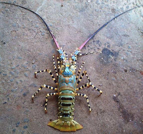 உலகின் மிக வேகமான உயிரினம்…. எது தெரியுமா….? பார்த்தால் நீங்களே ஆச்சரியப்படுவீங்க….!!!