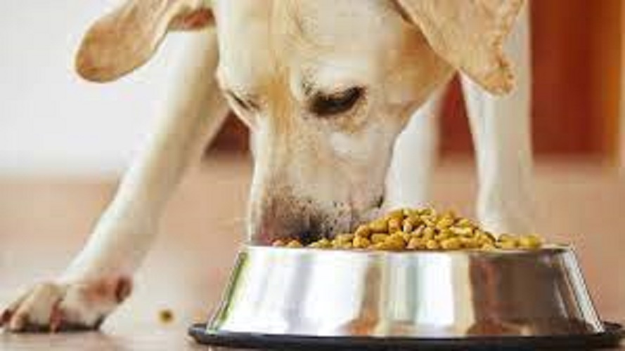 நாய் உணவை சாப்பிட்டால் 5 லட்சமா….? இங்கிலாந்து நிறுவனம் அறிவிப்பு…!!!