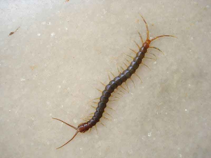 ஈ முதல் விஷப்பூச்சிகள் வரை இனி எதுவுமே வீட்டில் அண்டாது…. இதோ உங்களுக்கான சில டிப்ஸ்….!!!!