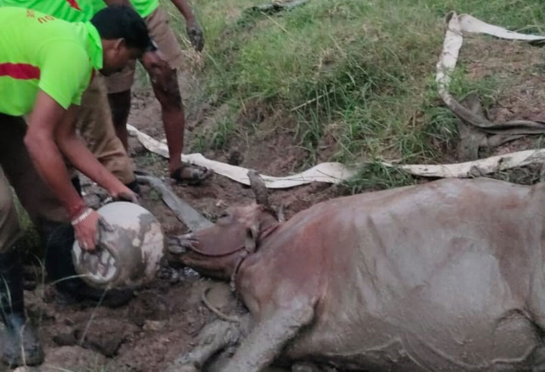 2 நாட்களாக உயிருக்கு போராடிய பசு…. போராடி மீட்ட தீயணைப்பு வீரர்கள்…. பாராட்டிய பொதுமக்கள்…!!