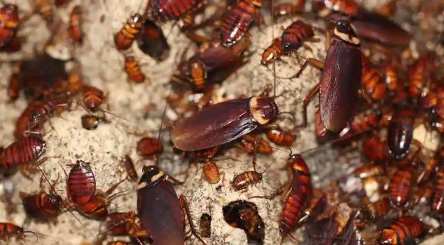 “உங்கள் வீட்டில் இத மட்டும் செஞ்சா போதும்”…. ரூ. 1.5 லட்சம் தருகிறோம்…. வித்யாசமான ஆஃபர் வழங்கிய நிறுவனம்….!!!!