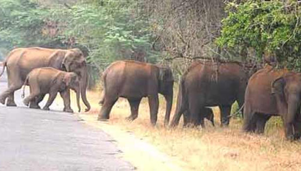 திருமலை திருப்பதி மலைப்பாதையில்….. ஏழுமலையான் பக்தர்களுக்கு காத்திருந்த அதிர்ச்சி….. ஓட்டம் பிடித்த மக்கள்…..!!!!