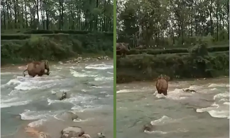 அடடே இதல்லவா தாய் பாசம்…. ஆற்றில் அடித்துச் செல்லப்பட்ட குட்டியைக் காப்பாற்றிய தாய் யானை…. வைரலாகும் வீடியோ….!!!!