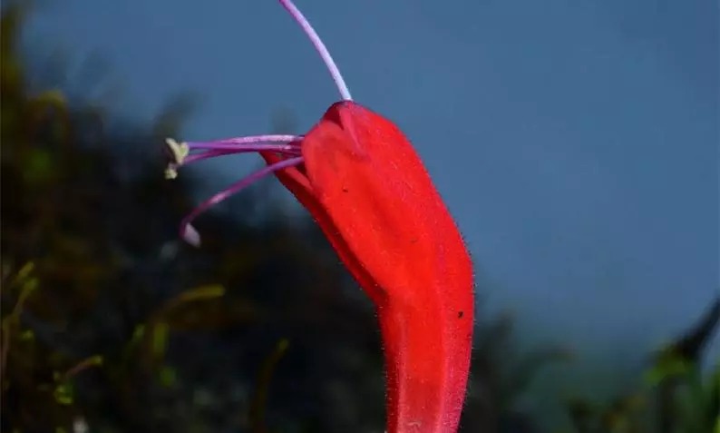 WOW: 110 வருஷத்துக்கு பின்…. அருணாசலபிரதேசத்தில் கண்டறியப்பட்ட தாவரம்…. என்னென்னு நீங்களே பாருங்க….!!!!