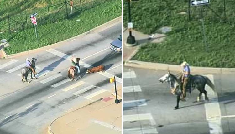 அமெரிக்கா: வாகனங்களுக்கு இடையில் கட்டுக்கடங்காமல் ஓடிய மாடு…. பின் மீட்புக்குழுவினர் செய்த செயல்…..!!!!