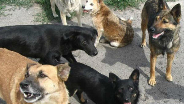 பெற்றோர்களே உஷார்…. பிறந்து 2 நாளே ஆன குழந்தையை கடித்து குதறிய தெரு நாய்கள்…. உச்சகட்ட கொடூரம்….!!!!