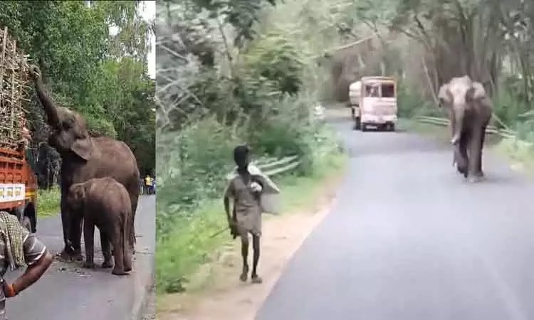 கையில் குச்சியுடன் சென்ற வாலிபர்…. திடீரென துரத்திய காட்டு யானை…, வலைதளத்தில் வைரலாகும் காட்சி…!!!