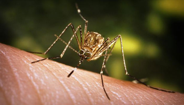 இந்தியாவில் பரவும் ஜப்பானிய மூளைக்காய்ச்சல்…. 8 பேர் பலி…. பெரும் சோகம்….!!!!