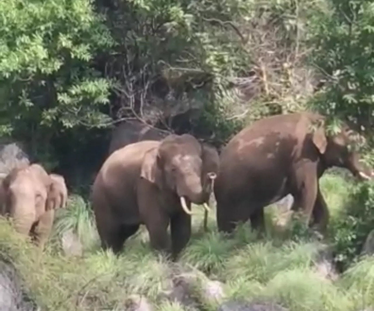 மலைப்பகுதியில் முகாமிட்டுள்ள 3 காட்டு யானைகள்…. கரும்புத் தோட்டம் சேதம்….. அச்சத்தில் பொதுமக்கள்….!!!!