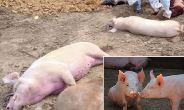 கேரளாவில் ஆப்பிரிக்க பன்றி காய்ச்சல்: கொல்லப்பட்ட 325 பன்றிகள்….. வெளியான தகவல்….!!!?