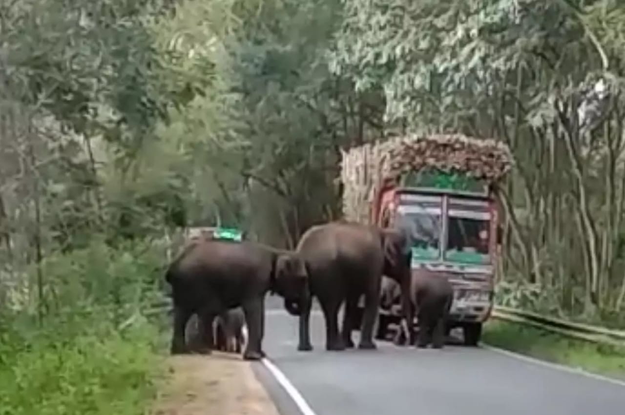 கரும்புகளை ஏற்றிக்கொண்டு சென்ற லாரி….. யானை கூட்டம் வழி மறித்ததால் பரபரப்பு….!!!!