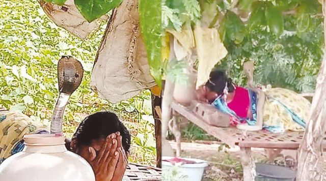 ஷ்ஷப்பா….! கட்டிலில் ஆழ்ந்த உறக்கம்…. திடீர்னு கேட்ட புஷ் புஷ் சத்தம்….. பாகம்மா மீது ஏறிய நாகம்மா…!!!