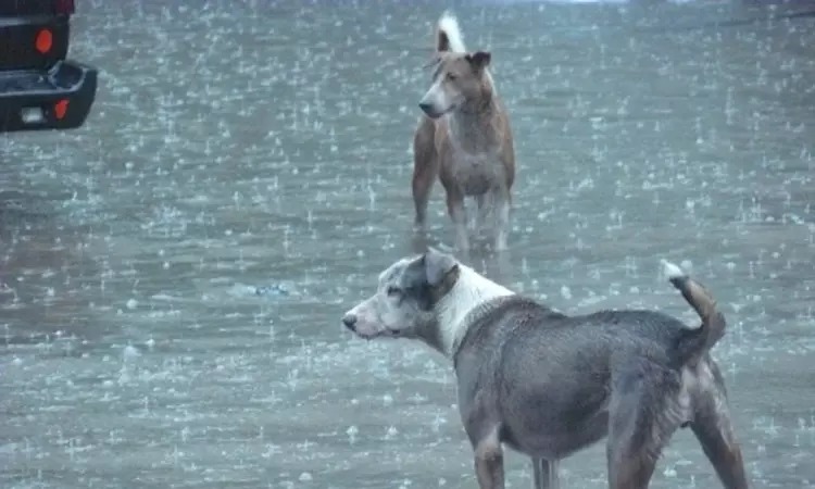 தேங்கிய மழை நீரில் மின்சாரம் கசிவு…. 2 தெருநாய்கள் பரிதாப பலி…. அச்சத்தில் மக்கள்….!!!!