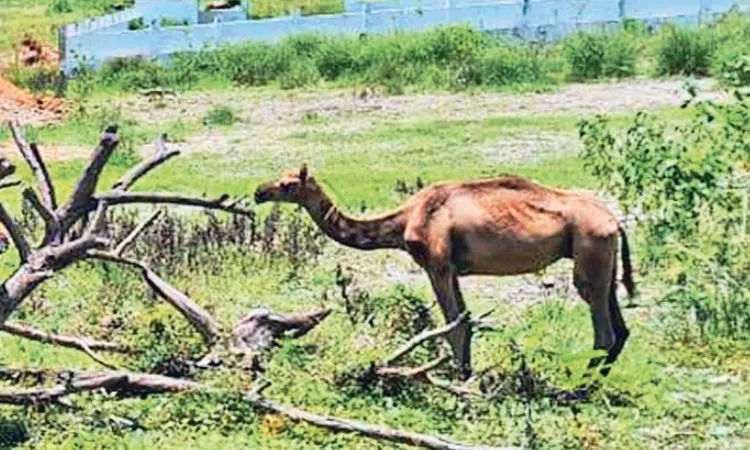 சாலையோரம் சுற்றிக் கொண்டிருந்த ஒட்டகம்…. வனத்துறையினர் மீட்பு…..!!!!!